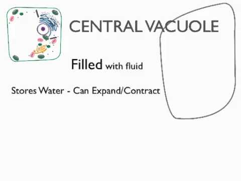 Video: Cum contribuie vacuola centrală la susținerea plantei?