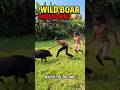 HE ALMOST GOT HIM! 😱🐗🏃🏻 #wildlife #shots #trading #children #whildboar  #yt #animals #wildlife