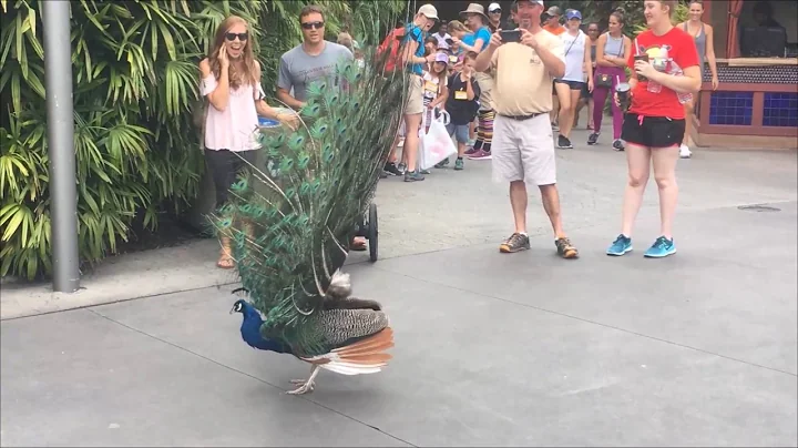 Peacock Opening Its Feathers - DayDayNews