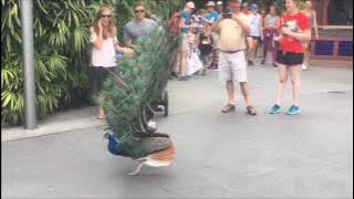 Peacock Opening Its Feathers