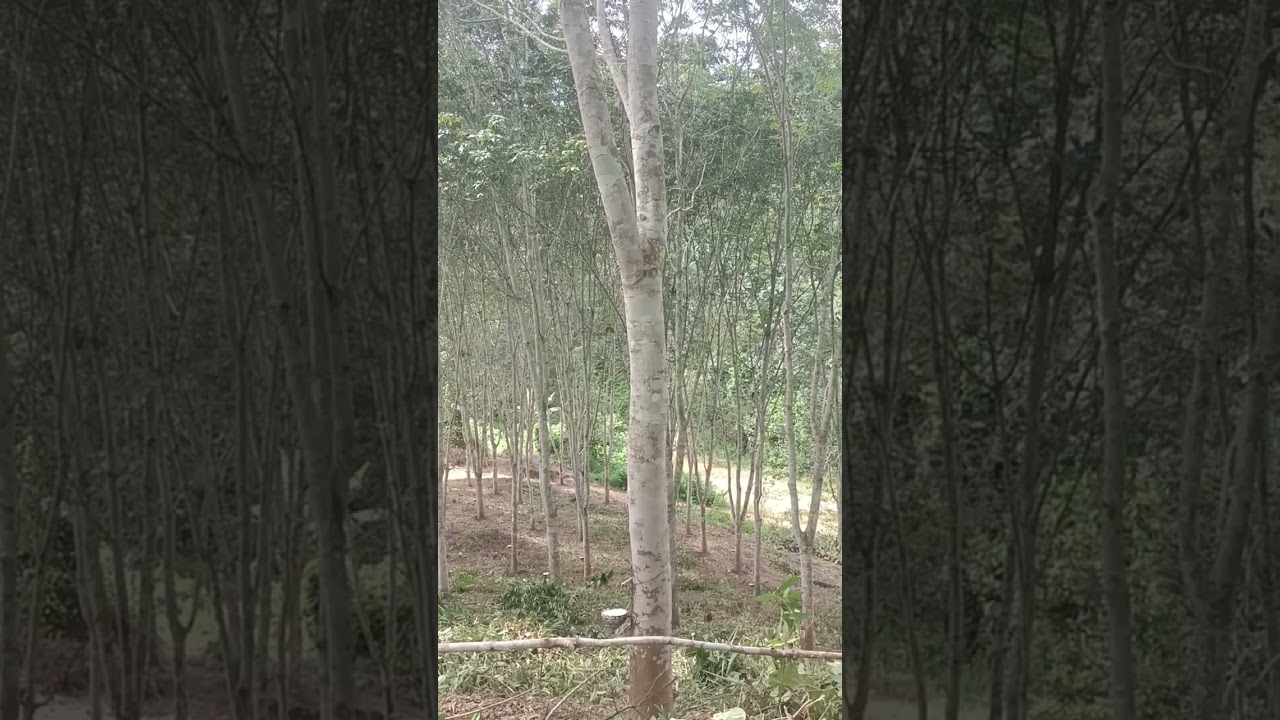 Suab qeej nuj nrws kho siab zim tus tshuab yawg vam tswb thoj