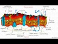 La Membrana Celular: Transporte y Solubilidad