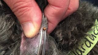 How to Remove a Tick from Your Pet | MedVet screenshot 2