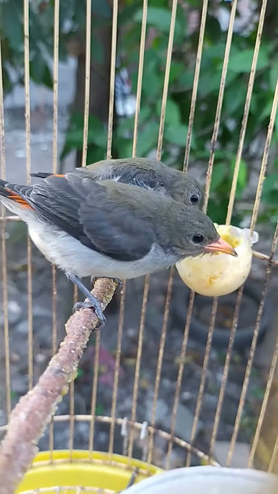 Anakan Burung Kemade Sudah Bisa Makan Sendiri 😍🕊