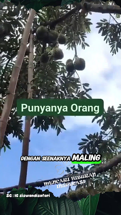 Durian Thief Trap #shorts #durian #fruit #harvest
