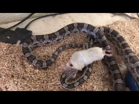 Corn snake grabs and swallows mouse (Καλαμποκόφιδο αρπάζει και καταπίνει ποντίκι)