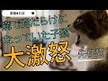 【溝で泥まみれになっていた子猫】先住猫とご対面したら大激怒してとんでもない事に😭4日目〜6日目までの記録✍️