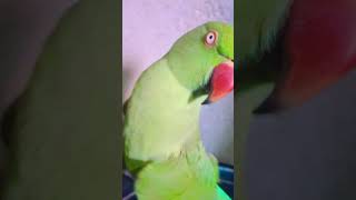 #reels #short #video #parrot #talkingparot #nonstoptalkingparrot #birds