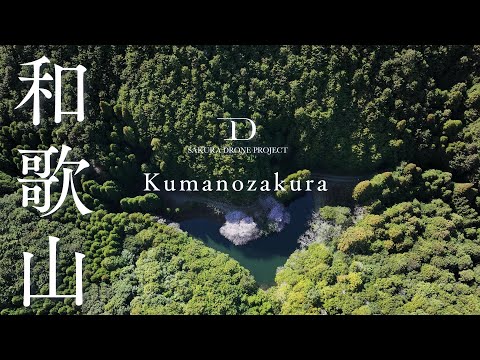 [SAKURA DRONE 4K] クマノザクラ（Kumanozakura）和歌山古座川町潤野｜桜ドローンプロジェクト2026