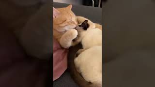 Relax and watch the video ? Like and subscribe for more #funny #cute #cat #love #animals