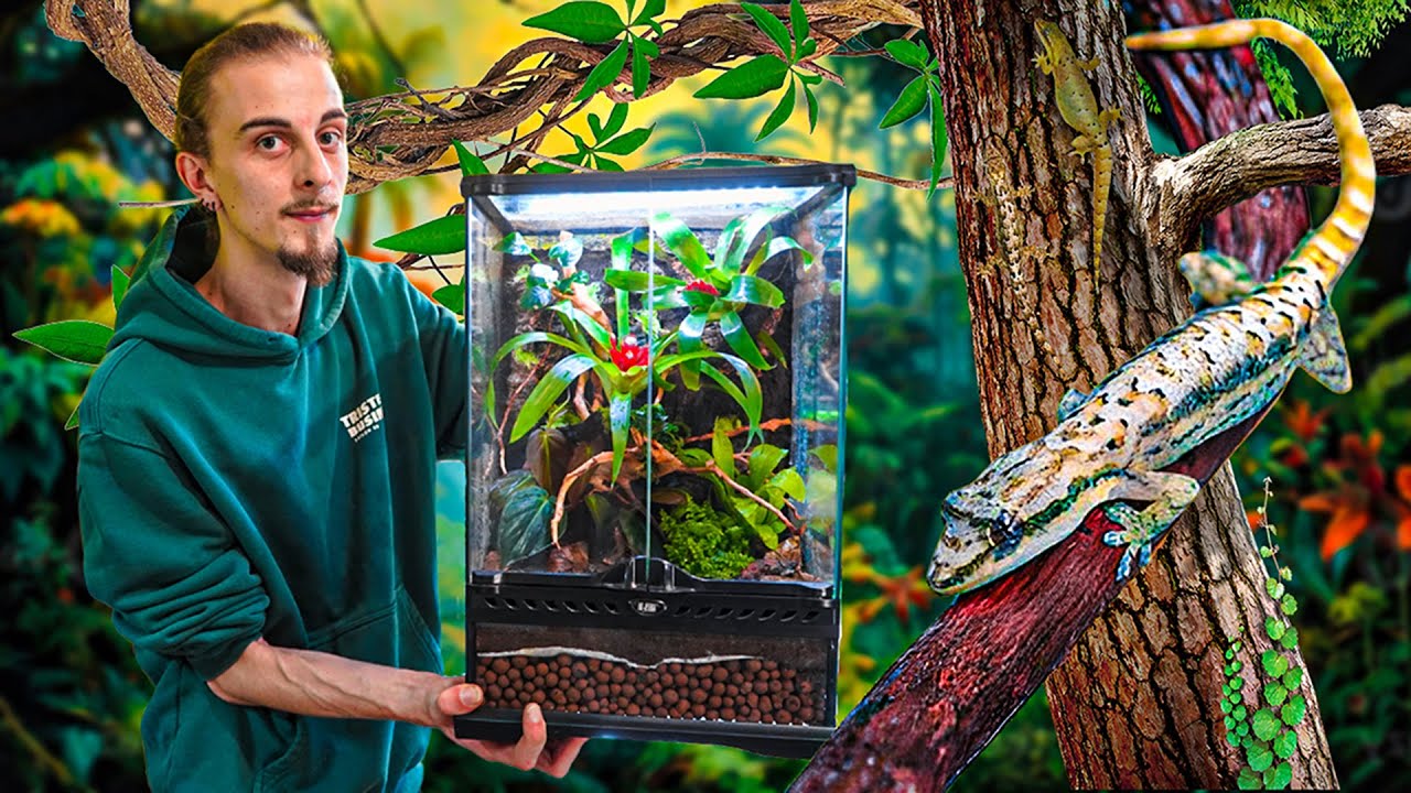 Je fais un TERRARIUM tropical avec un FOND pour des BEBES Lepidodactylus Lugubris !