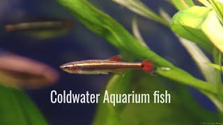 easy cold water fish
