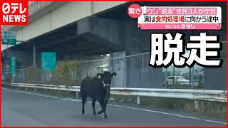 【驚き】脱走した