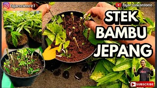 CARA STEK BATANG TANAMAN BAMBU JEPANG (Dracaena surculosa), MUDAH SEKALI