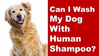 what human shampoos are safe for dogs