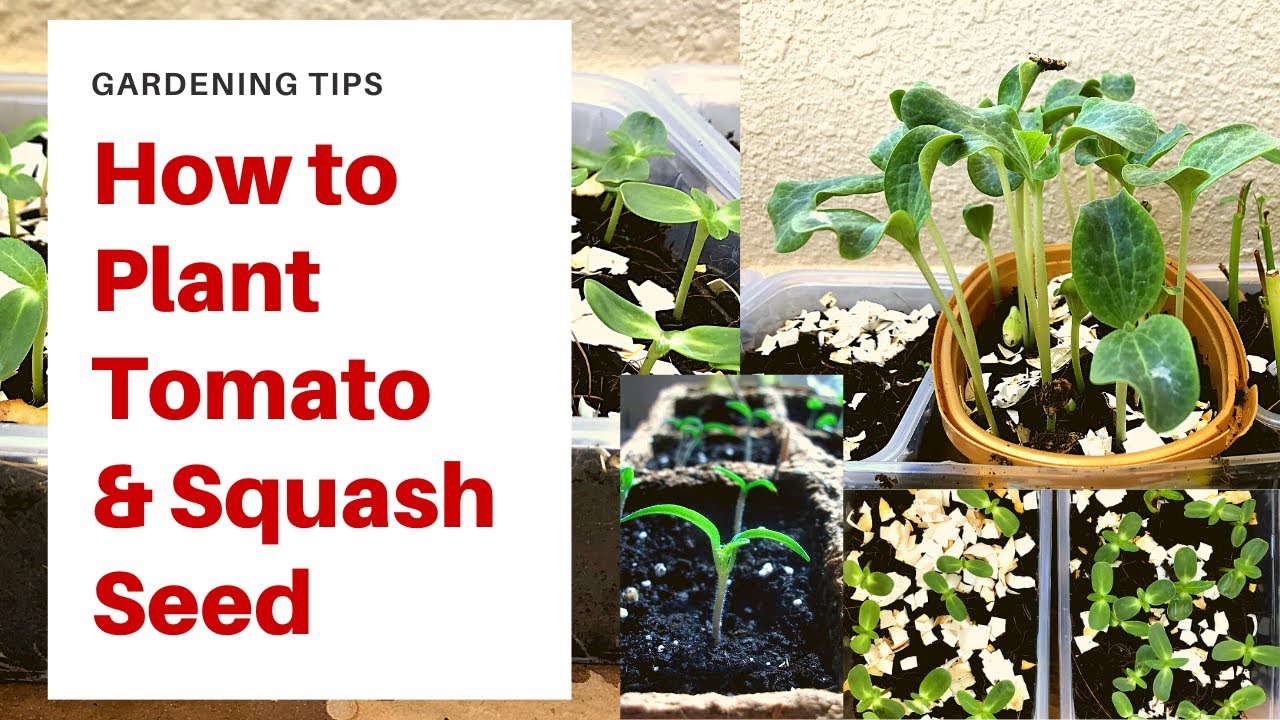 How to Plant Tomato and Squash Seed