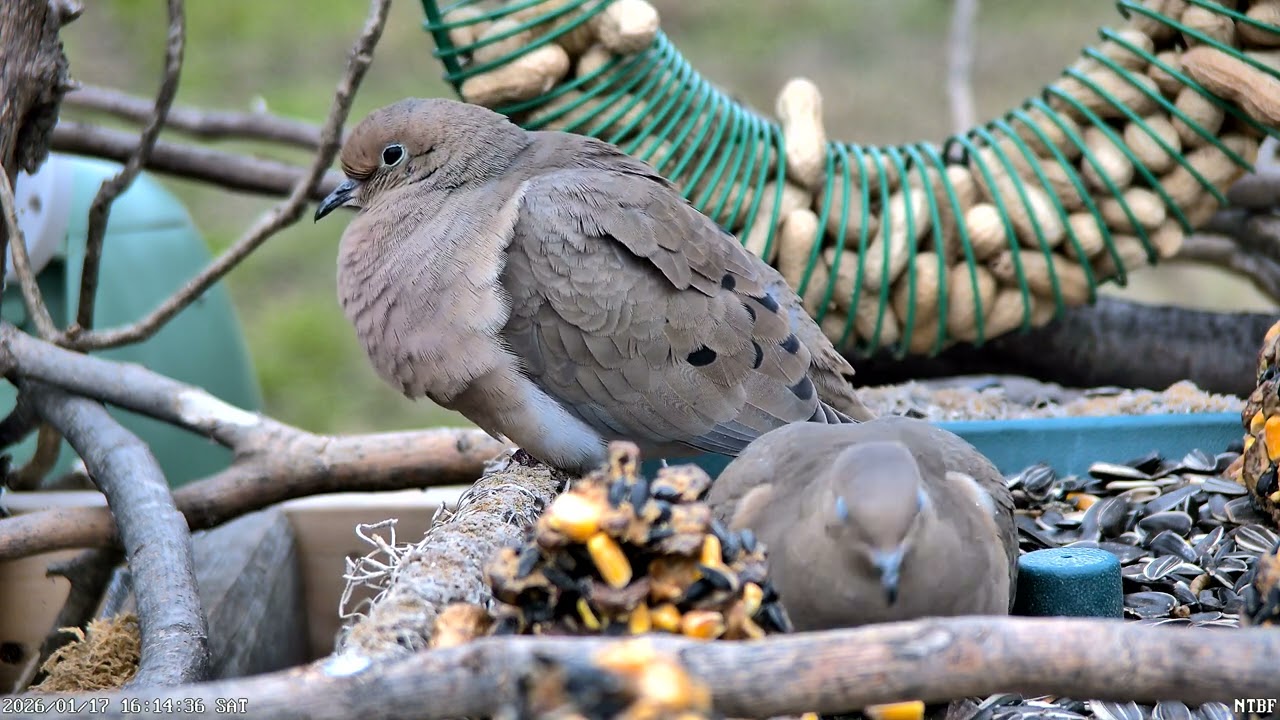 Two Mourning Doves enjoying the day.