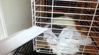 Even rats love scott toilet tissue