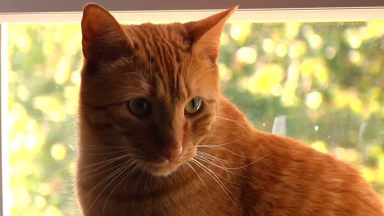 HVX200A Test Footage Ft. Oscar