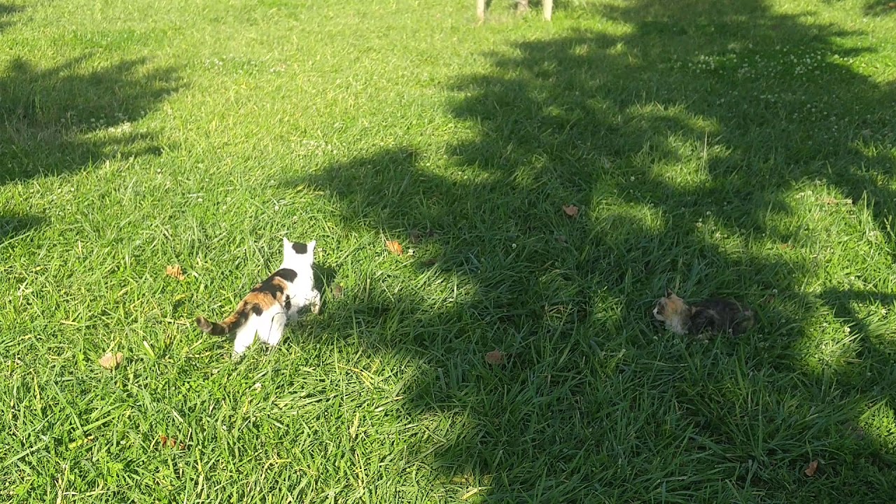 Kedi Fare bölüm 2 YouTube