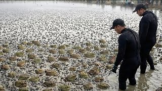 Australia liberó 102 sapos y terminó con millones - La invasión biológica que cambió un continente