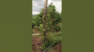 Bán trụ Tiêu Khu Vực Ea Hleo - Dak Lak Lh:0987361589 #short #shortvideo #shorts #farmvehicle