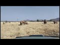 Elephant Mother Discipline Baby Elephant | Banok Safaris