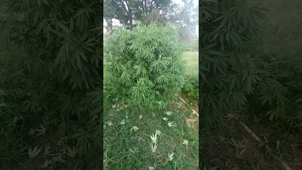 JuicyFruit/SourDiesel 2023