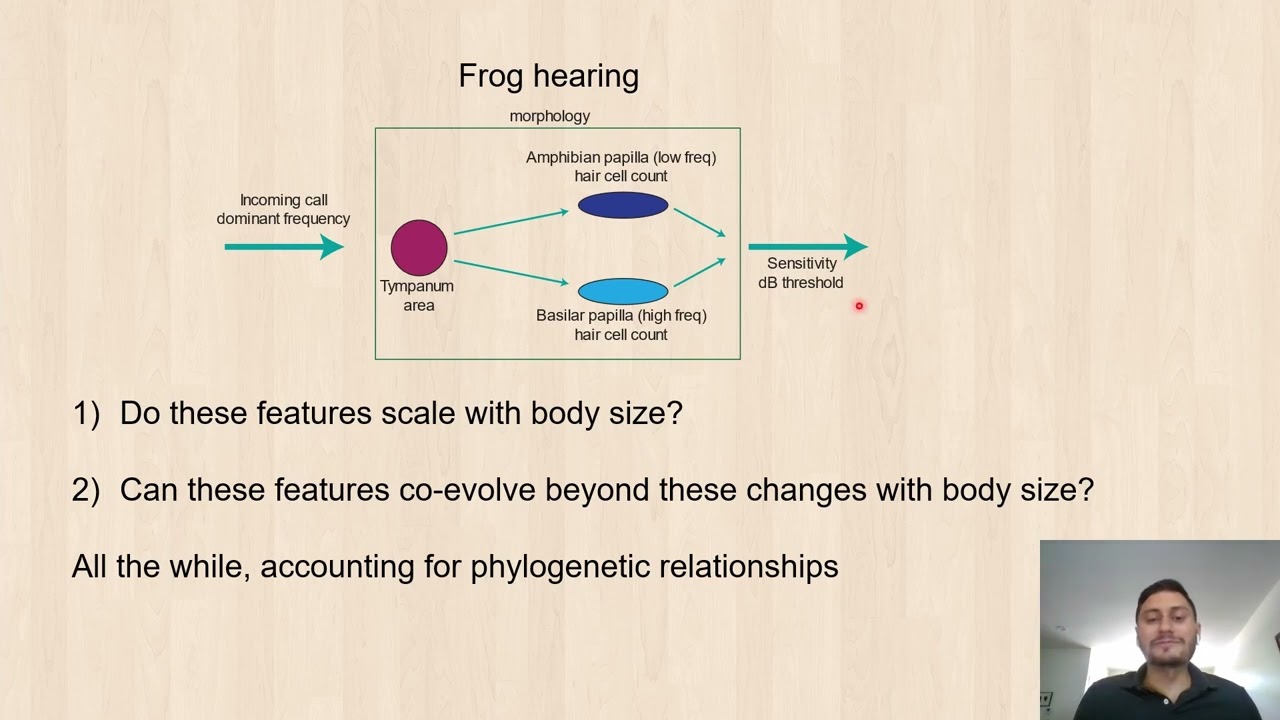 Evolutionary and allometric insights into auditory sensitivity and morphology of... [James, Logan S]