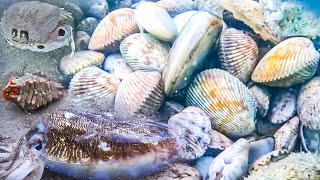 🦑✨ Mực Nang To Bất Thường Xuất Hiện Khi Lặn Điểm Mới Nhiều Sò Dương P351