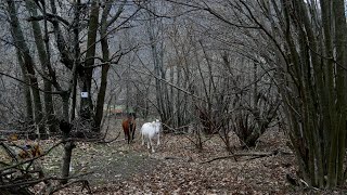 Febbraio in Montagna - La mula e la cavalla, il sole e la neve