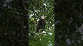 Bald eagle perched majestically #shorts #youtubetrending