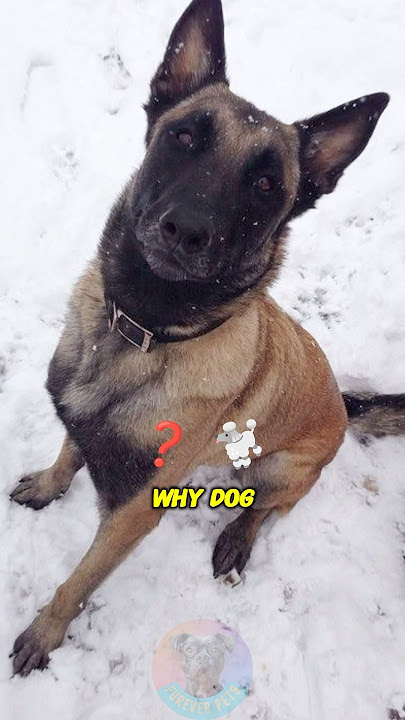 Why Dog Experts Say You Shouldn’t Own a Belgian Malinois? #shorts #dog #pets #petlover #dogs