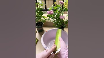 Skill in peeling taro stems with sharp tools #farming #shorts