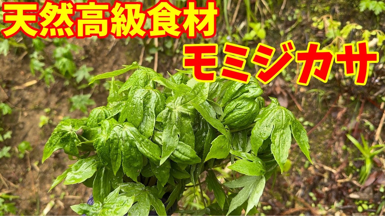 【モミジカサ】シドケの群生に出会って大量収穫？？？