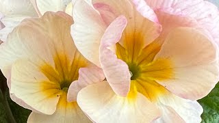 Primroses-nursery visit and plant information!