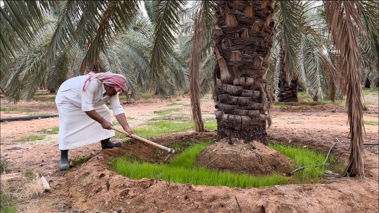 النخيل -انتاج النخيل