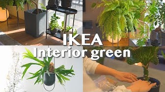 観葉植物 Youtube