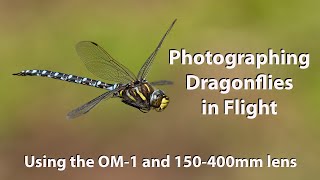 Dragonflies and damselflies in flight with the Amazing OM1 and 150400mm lens