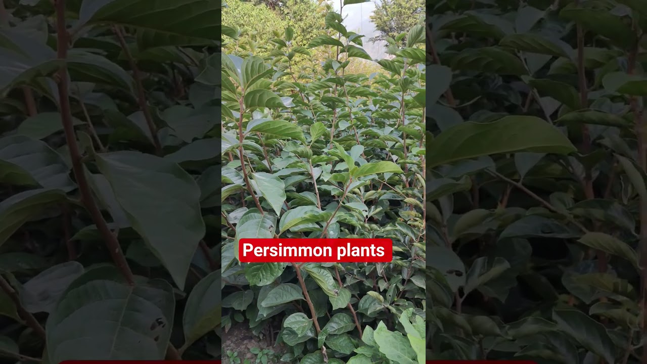 Persimmon plants available for sale 9816757642 