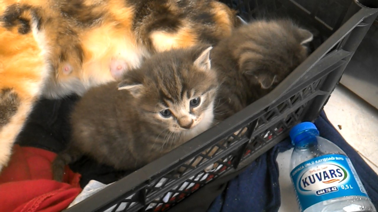 Kedi yavrusu YouTube