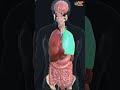 ตำแหน่งอวัยวะในร่างกาย/Anatomy 3D Mp3 Song