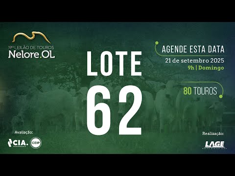 LOTE 62 V91438 - 19º Leilão de Touros Nelore OL