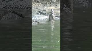 Head up posture  #crocs #crocodile #croc #wildlife @Crocwhisperer