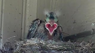 Phoebes feeding Cowbird chick, a brood parasite - includes removing fecal sac