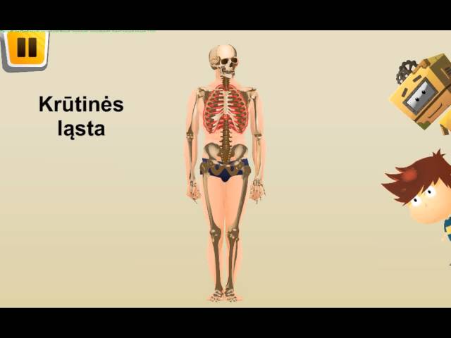 Žmogaus kūno dalys ir kaulai www.ismaniejirobotai.lt 1-4 klasei .Dirba ir  planšetėse - YouTube