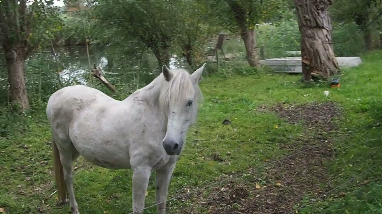 Walking from Gaasperzoom park (Amsterdam) to Abcoude, 12 October 2025