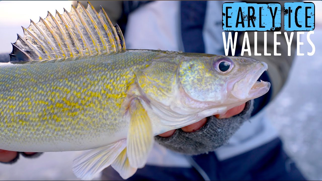 Catching a TON of First Ice Walleyes in SHALLOW Water! 