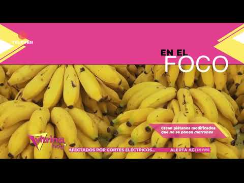In the Spotlight: Modified Bananas Created That Don't Brown – Vitrina Hoy