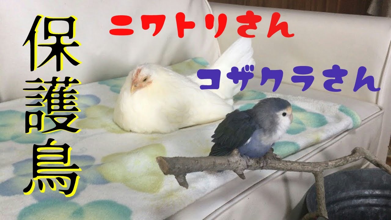 コザクラインコとニワトリを保護しました 犬と猫とインコと鶏の居る暮らし Youtube